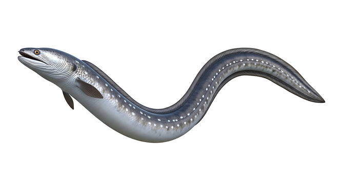 European conger eel swimming on white background