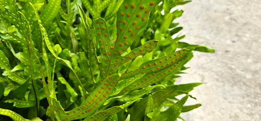 Maile-Scented Fern or Wart fern of Hawaii has leaves that look like fans. On back of leaf there are brown circular spore bumps arranged in an orderly fashion. Spore bumps are raised on front of leaf.  © Vanchuree