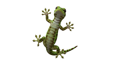 Fototapeta premium Green Gecko Climbing on a White Background