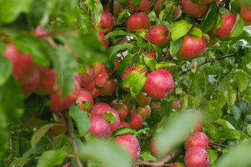 Ripe Apples in the Apple Orchard before Harvesting. Big Red delicious Apples Hanging from a Tree Branch in the Fruit Garden at Fall Harvest. Basket of Apples. Autumn Cloudy Day, Soft Shadow. 4K