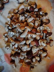 mushrooms on  background