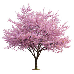 Fototapeta premium Beautiful pink cherry blossom tree in full bloom, symbolizing springtime beauty