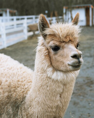 Obraz premium cute portrait of fluffy ginger alpaca 