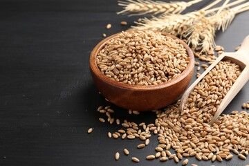 Wheat grains in bowl, scoop and spikelets on black wooden table, closeup. Space for text