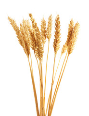 Fototapeta premium Many golden wheat ears isolated on white