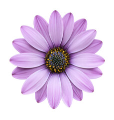 Obraz premium a beautiful pastel purple flower, jpeg, png, transparent