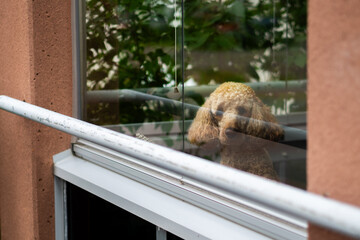 Fluffy dog looking out a window at home