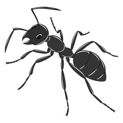 ant isolated on white background
