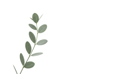 Elegant curved plant branch with translucent oval muted green-grey leaves on transparent minimalist studio background, concept of natural innovation