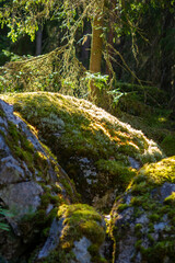 Moss Covered Rocks Illuminated By Sunlight In Forest