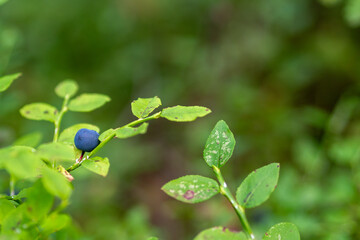 Wild Blueberry Bush Growing In A Forest Setting