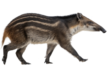 Chacoan Peccary Walking Isolated on Transparent Background A Rare South American Wild Pig Known for Its Distinctive Stripes and Adapted for Arid Environments