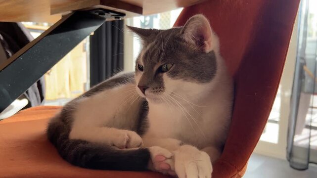 Gato mestizo acostado en una silla bostezando 4K