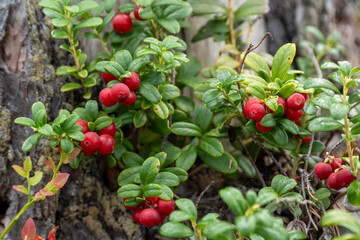 Red Lingonberries Growing on a Bush in Nature