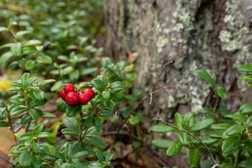 Bright Red Wild Berries Grow on a Bush Next to a Tree
