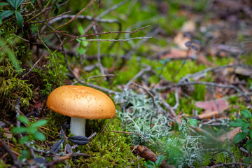 Forest Floor Mushroom Surrounded by Moss and Lichen