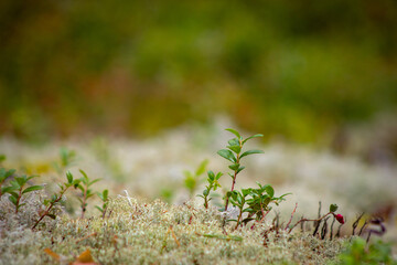 Tiny green sprouts emerge from mossy forest floor