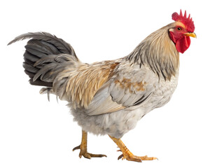 Fototapeta premium Proud Rooster with Stunning Plumage Standing Tall Isolated on Black Background Perfect for Farm Life Agricultural or Food Industry Related Projects with High Resolution Detail and Natural Colors