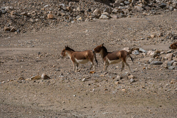 High-Altitude Survivor The kiang, or Tibetan wild ass, thrives on the rugged Tibetan Plateau with...