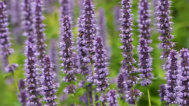 Purple flower spikes of anise hyssop in focus. Herbaceous and ornamental plant
