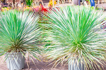 Decorative palm trees in pots at the Deventer fair in the Netherlands. High quality photo