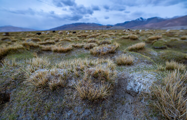 A wide-angle view of a highland grassland with scattered dry tufts of grass under a moody, overcast sky. The distant mountains and cool tones evoke a sense of isolation and untouched natural beauty.