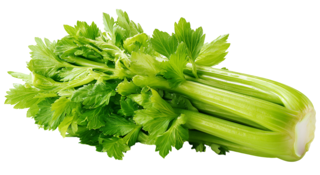 Bright green celery stalk with crisp leaves, fresh and healthy qualities for culinary and nutritional applications. isolated on transparent background. PNG, cutout.