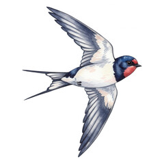 Obraz premium Watercolor swallow bird in flight detailed feathers flying isolate wings