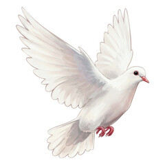Obraz premium Detailed Illustration Of A White Dove In Flight Wings Spread Wide Against A Transparent Background Isolate