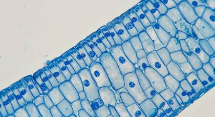 Microscopic view of plant tissue cells stained blue with nuclei  