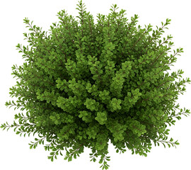 Fototapeta premium A dense green bush with many small leaves and thin brown branches isolated on black Plant Vegetation transparent background