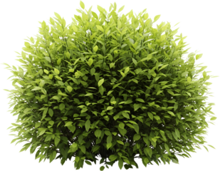 Lush green rounded shrub with dense foliage and dark stems isolated on a bush plant leaves nature transparent background