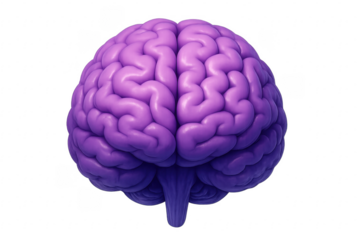 Purple Human Brain Isolated on Transparent Background Representing Creative Thinking
