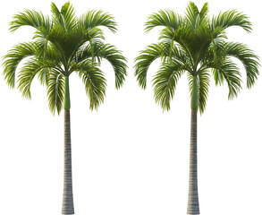 Obraz premium Two Tall Palm Trees With Green Fronds And Textured Trunks On A Transparent Background Tropical Nature Foliage Transparent Background