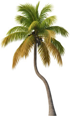 Tall palm tree with curved trunk and lush green and yellow fronds isolated tropical nature plant sky