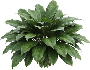 Lush Green Tropical Plant With Broad Ribbed Leaves On A Transparent Background Isolate Foliage Nature Transparent Background Transparent Background