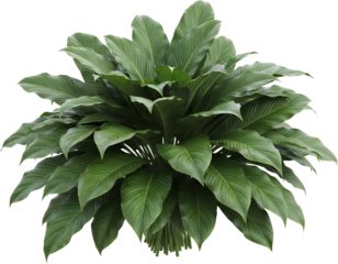 Lush Green Tropical Plant With Broad Ribbed Leaves On A Transparent Background Isolate Foliage Nature Transparent Background Transparent Background