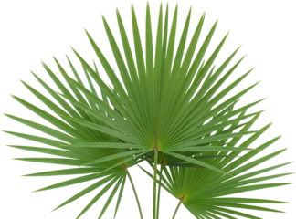 Bright green palm leaves fan out against a dark background isolate tropical plant nature foliage botanical