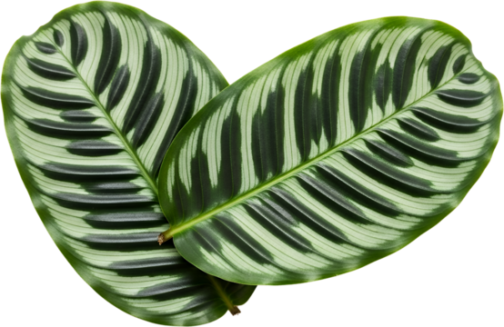 Close up of two ornate green and white striped leaves detailed leaf veins and texture isolated on black transparent background