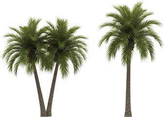 Two distinct palm trees one with multiple trunks and a fuller crown the other a singular tall tree tropical transparent background