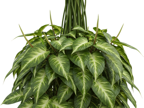 A lush green philodendron plant with variegated leaves and emerging flower spikes isolated with a houseplant