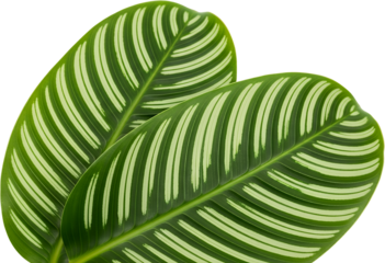 Close Up Of Two Patterned Green Leaves With White Stripes Isolated Transparent Background Botanical Plant Transparent Background