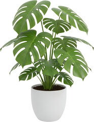 Vibrant green Swiss cheese plant with split leaves in a white pot isolate Monstera deliciosa indoor plant
