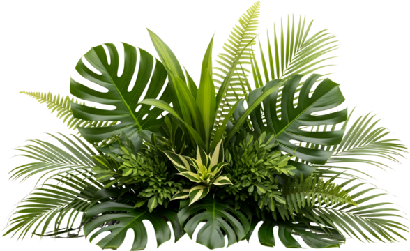 Assortment of lush green tropical leaves including monstera palm and fern fronds isolate greenery jungle