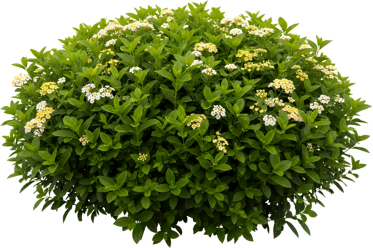 Dense green bush with clusters of small white and yellow flowers clear isolate shrub plant greenery foliage transparent background