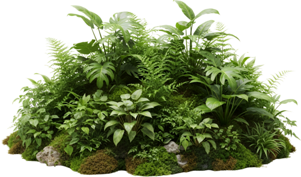 Lush green jungle foliage with ferns and broad leaves lush moss on rocks natural greenery isolate plants