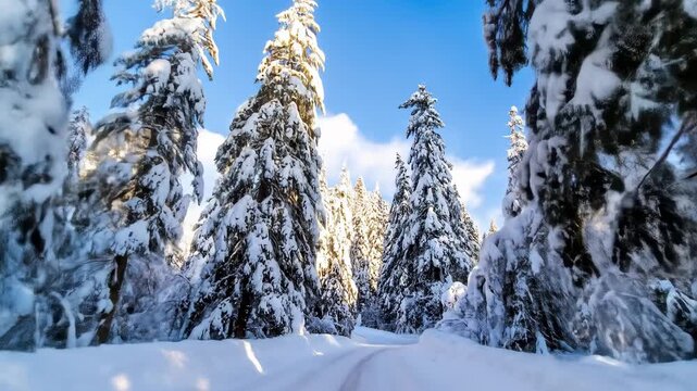 Snowy forest path (3)