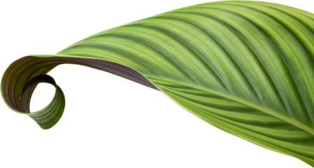 A detailed close up of a vibrant green patterned leaf unfurling gracefully with dark purple undersides transparent background
