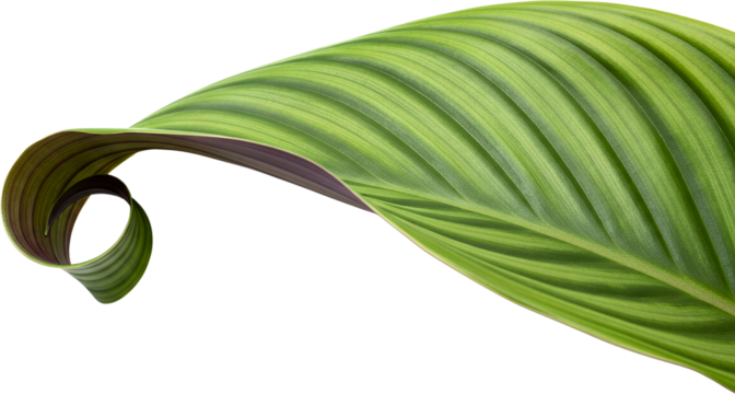 A detailed close up of a vibrant green patterned leaf unfurling gracefully with dark purple undersides transparent background