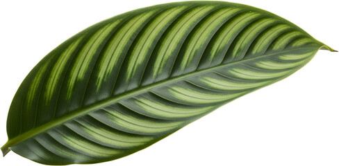 Close up detailed view of a single green leaf with prominent lighter green stripes and veins plant nature transparent background